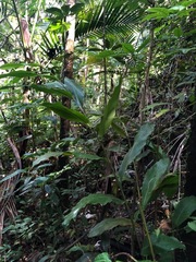 Renealmia aromatica
