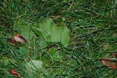 Tussilago farfara