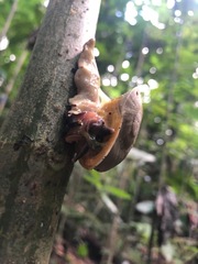 Parthena acutangula