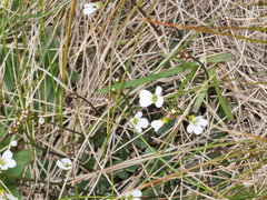 Cardamine basicola