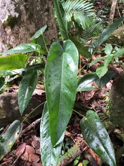 Anthurium dominicense