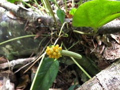 Anthurium dominicense