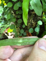 Polytaenium feei