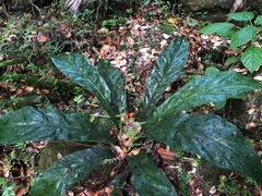Anthurium crenatum