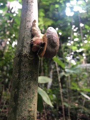 Parthena acutangula