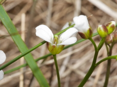 Cardamine basicola