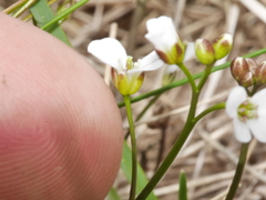 Cardamine basicola
