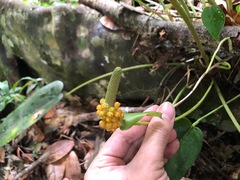 Anthurium dominicense