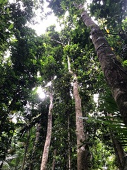 Dacryodes excelsa