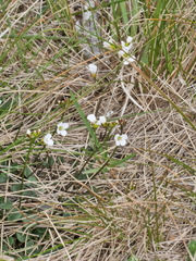 Cardamine basicola