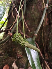 Anthurium dominicense