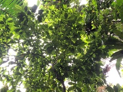 Tabernaemontana citrifolia