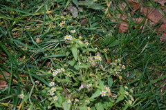 Galinsoga quadriradiata