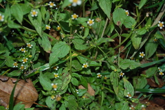 Galinsoga quadriradiata