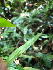 Polytaenium feei