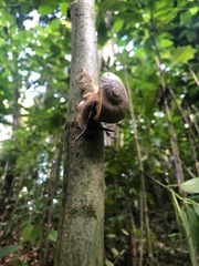Parthena acutangula