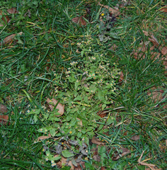Galinsoga quadriradiata