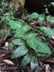 Desmodium wydlerianum