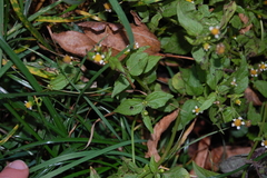 Galinsoga quadriradiata