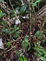Renealmia aromatica