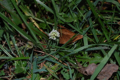 Trifolium repens