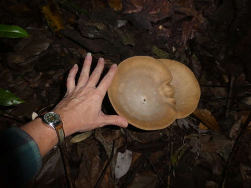 Pleurotus tuber-regium