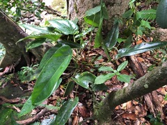 Anthurium dominicense