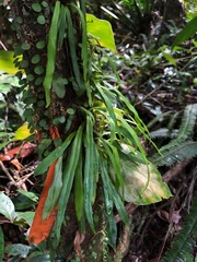 Polytaenium feei