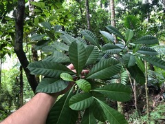Tabernaemontana citrifolia