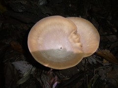 Pleurotus tuber-regium