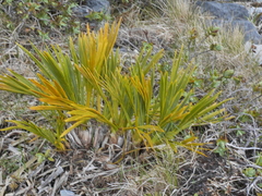 Aciphylla ferox