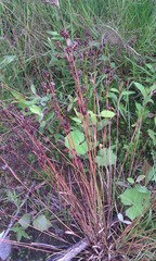 Luzula multiflora multiflora