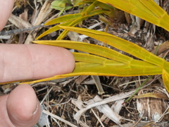 Aciphylla ferox