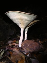 Pleurotus tuber-regium
