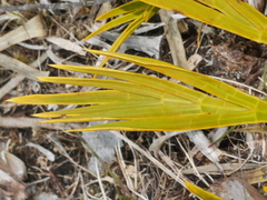 Aciphylla ferox