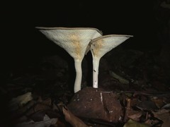 Pleurotus tuber-regium