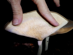 Pleurotus tuber-regium