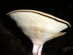 Pleurotus tuber-regium