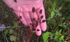 Luzula multiflora multiflora