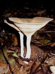 Pleurotus tuber-regium