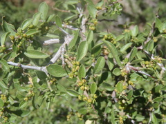 Condalia correllii