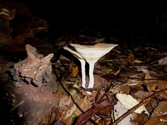 Pleurotus tuber-regium