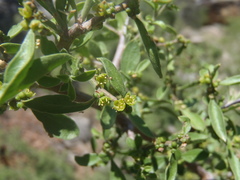 Condalia correllii