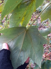 Acer pseudoplatanus