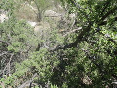 Condalia correllii