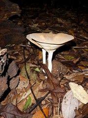 Pleurotus tuber-regium