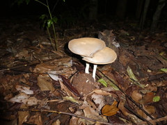 Pleurotus tuber-regium