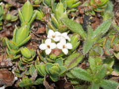 Pimelea oreophila hetera