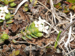 Pimelea oreophila hetera
