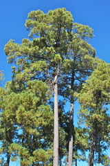 Pinus herrerae